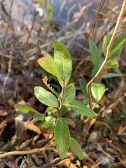 Vaccinium myrtilloides