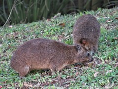 Procavia capensis capensis