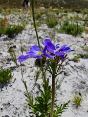 Lobelia comosa