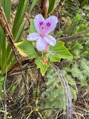 Pelargonium cucullatum