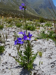 Lobelia comosa