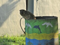 Procavia capensis capensis