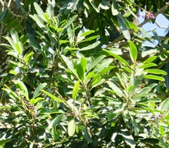 Protorhus longifolia