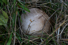 Agaricus arvensis