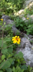 Wedelia acapulcensis