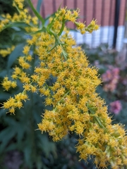 Solidago canadensis