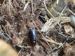 Loboptera decipiens