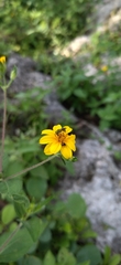 Wedelia acapulcensis