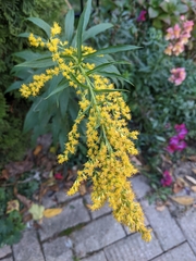 Solidago canadensis