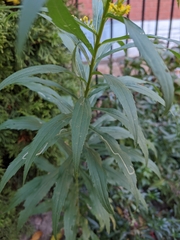 Solidago canadensis