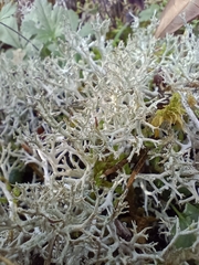 Cladonia rangiformis