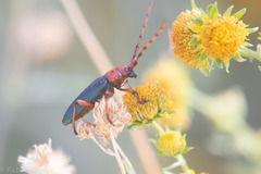 Stenaspis verticalis