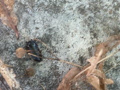 Loboptera decipiens