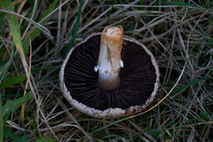 Agaricus arvensis