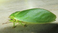 Cystosoma saundersii