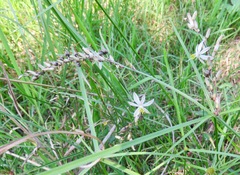 Chlorophytum saundersiae
