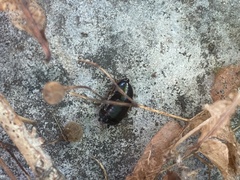 Loboptera decipiens