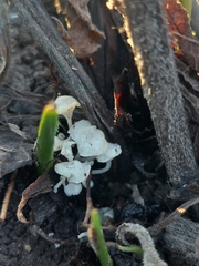 Delicatula integrella