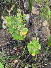 Pelargonium cucullatum