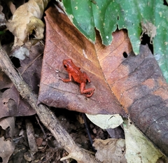 Oophaga pumilio