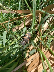 Pycnopsis brachyptera brachyptera