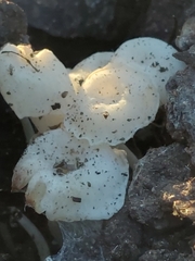 Delicatula integrella