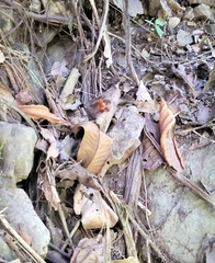 Oophaga pumilio