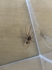 Parasteatoda tabulata