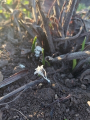 Delicatula integrella