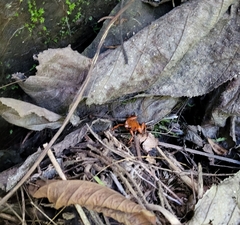 Oophaga pumilio