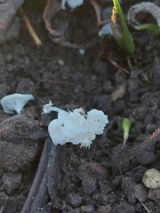Delicatula integrella