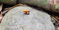 Oophaga pumilio