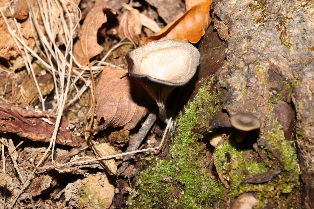 Pseudoclitocybe cyathiformis · October 2022 · photo: © se1 (iNaturalist, cc-by)