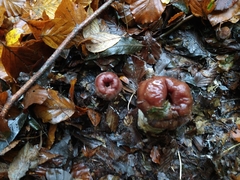 Phaeotremella foliacea