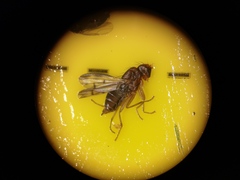 Opomyzidae