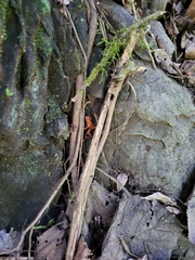 Oophaga pumilio