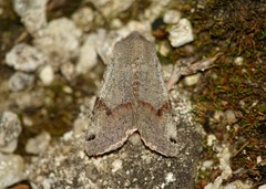 Agrochola meridionalis