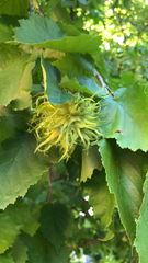 Corylus colurna