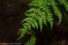 Pteris tremula