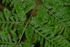 Pteris tremula