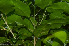 Sarcomelicope simplicifolia