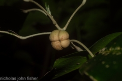 Sarcomelicope simplicifolia