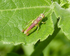 Melanoplus lakinus