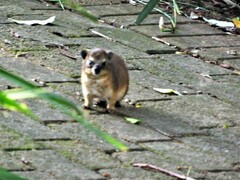 Procavia capensis capensis