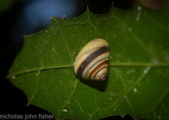 Posorites conscendens