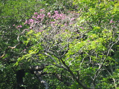 Handroanthus impetiginosus