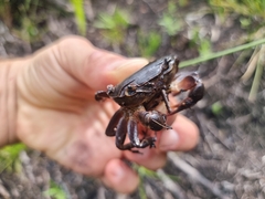 Potamonautes brincki