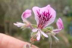 Pelargonium cordifolium