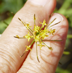 Descurainia adenophora