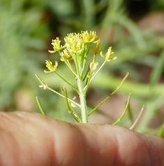 Descurainia adenophora
